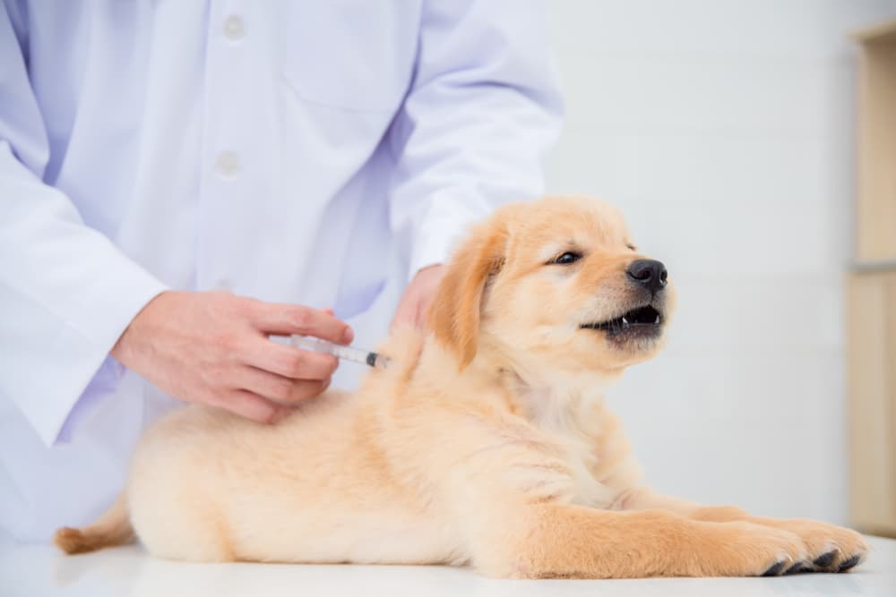 Bordetella Vaccine for Dogs