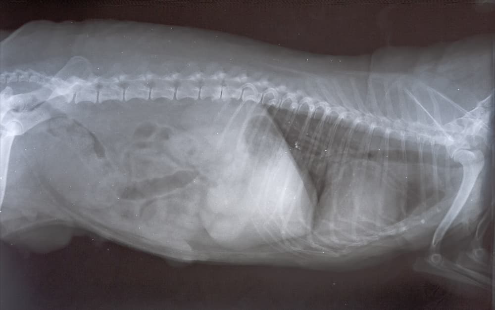 X-ray scan of small female dog with cancer to see if it has spread to other organs
