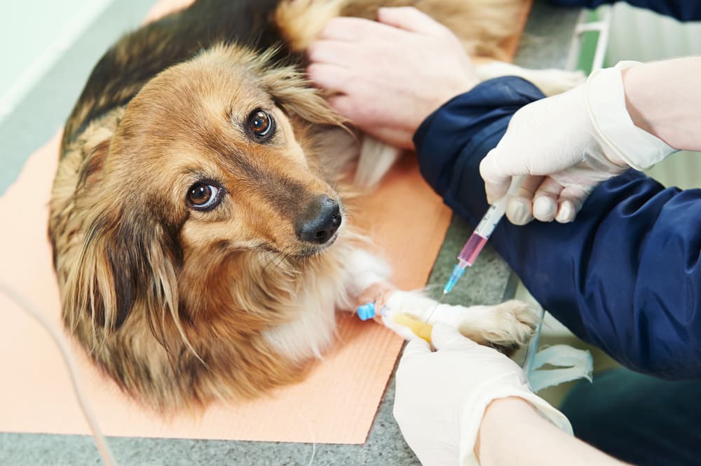 Dog being prepared for for surgical procedure in veterinary surgery clinic