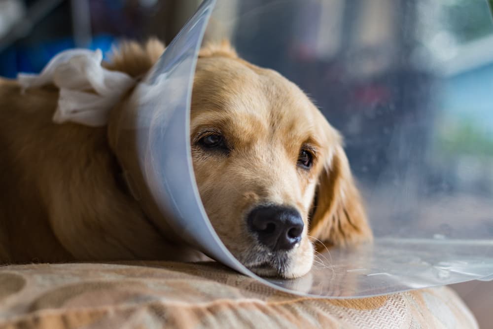 Golden Retriever dog wearing a "cone of shame" to prevent licking after being spayed