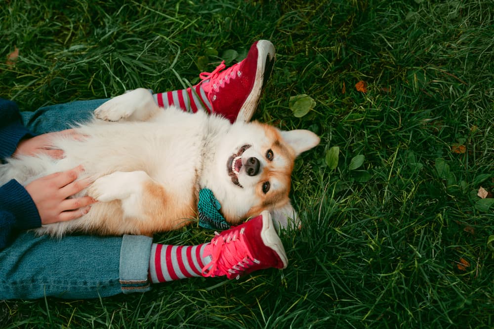 A girl in red sneakers and striped socks strokes the belly of a Corgi dog on a green lawn