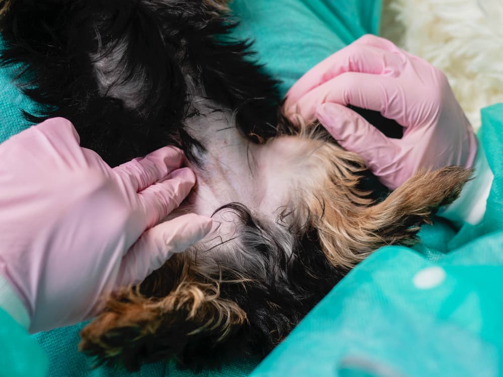 Veterinarian palpates mammary tumor to evaluate stage of breast cancer in dogs