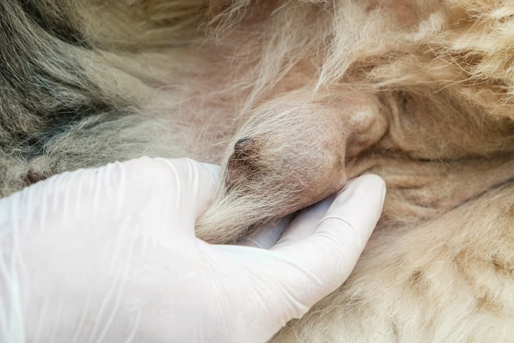 Veterinarian examines mammary chain for signs of breast cancer in dogs