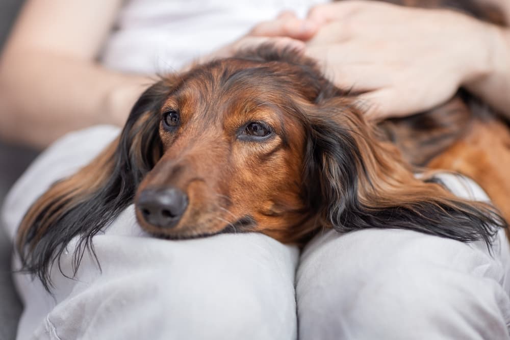 Dachshund laying in pet parent's lap showing signs of lethargy, one of the symptoms of breast cancer in dogs