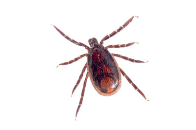 Brown Dog Tick: 5 Dangers for Dogs