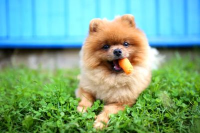 Can Dogs Eat Carrots?
