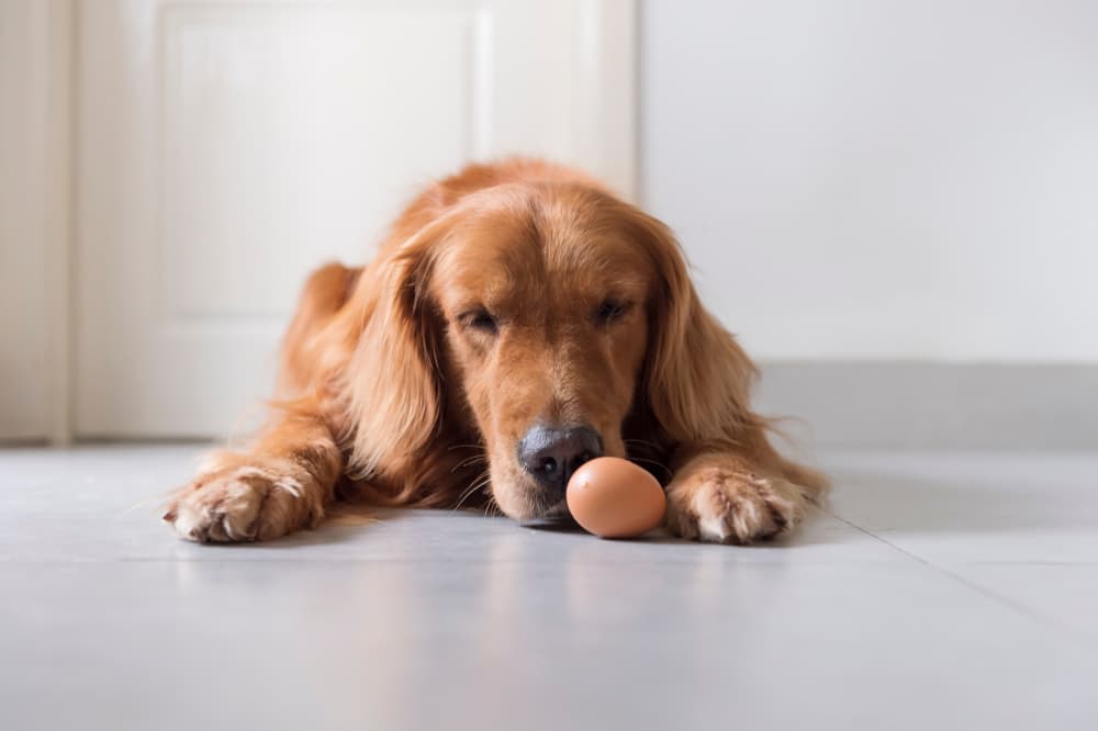 Can Dogs Eat Eggs? Info on Raw, Cooked, and Egg Shells