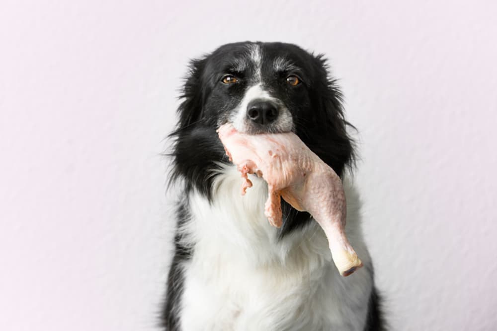 Can Dogs Get Salmonella?