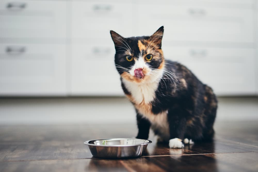 Cat Food Storage: 7 Tips for Safety