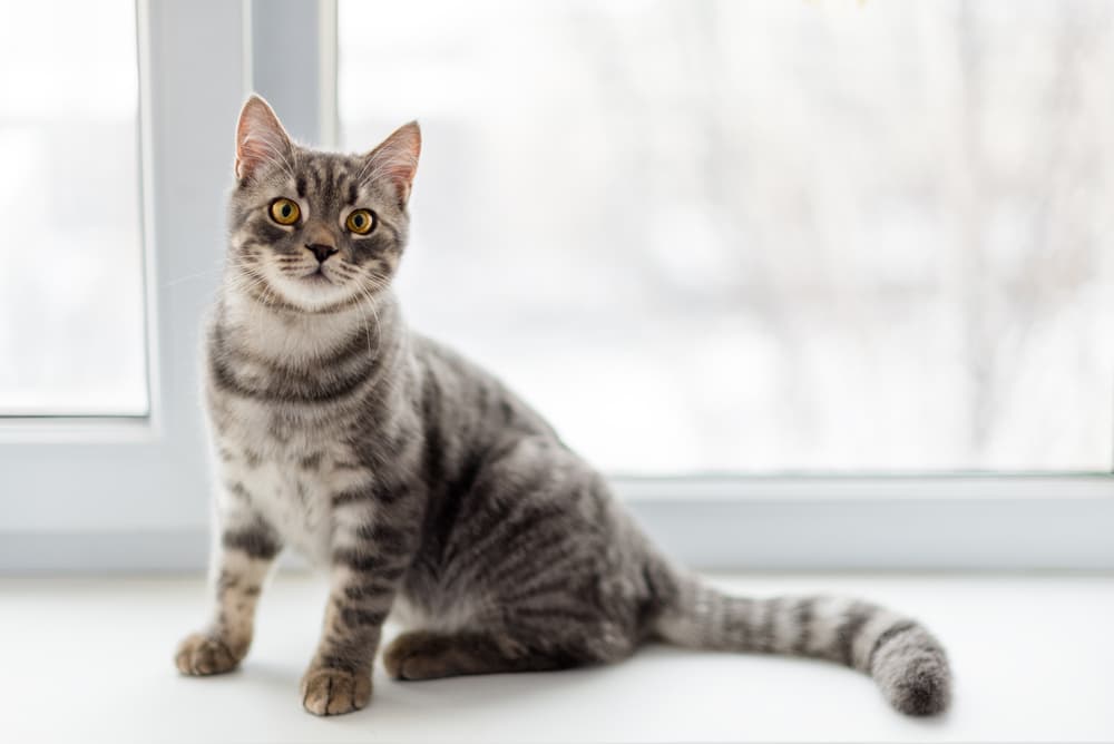 Clicker Training for Cats: How to Do It