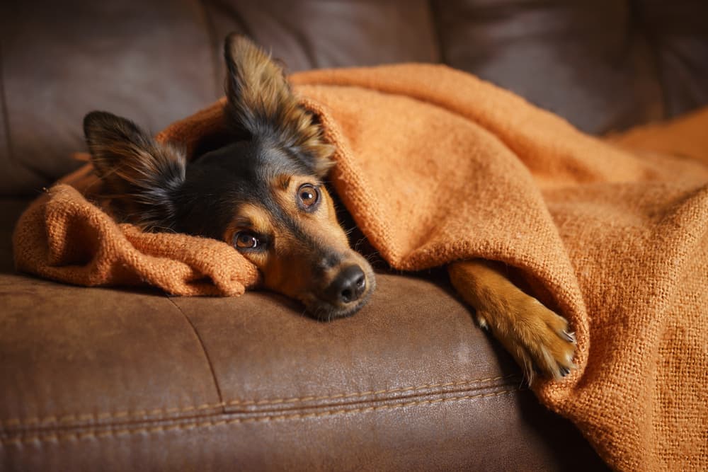 Dog being snuggled on the couch