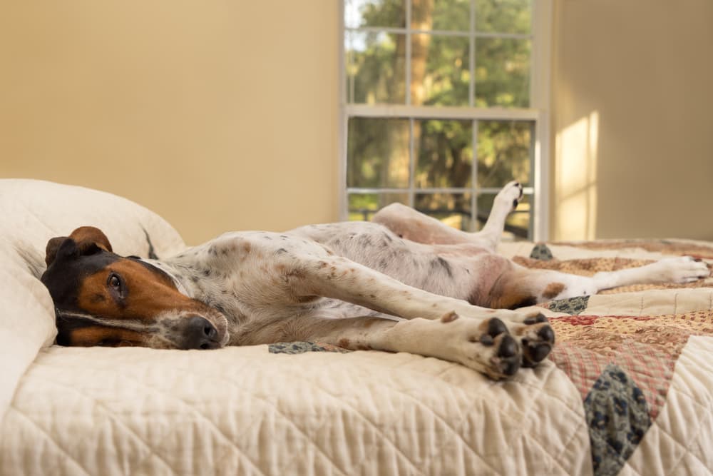 Treeing walker coonhound in bed