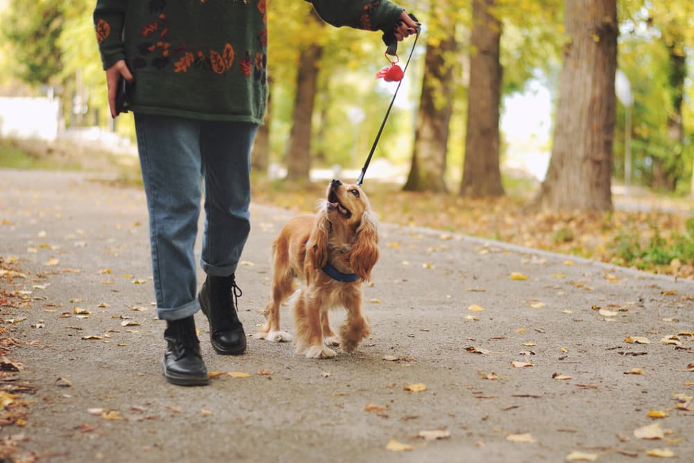 7 Dog Walking Mistakes You Might Be Making