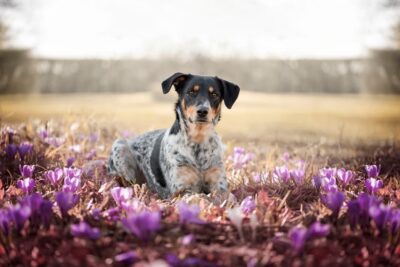 Can Dogs Have Seasonal Allergies?