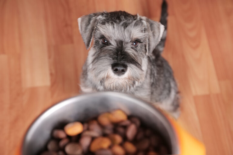 Senior dog eagerly anticipates food bowl brimming with senior dog nutrition