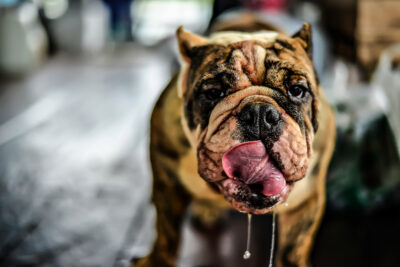 Excessive Drooling in Dogs: 7 Medical Causes