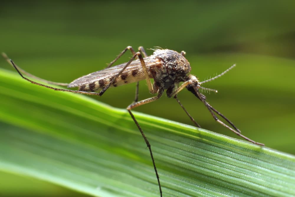 Closeup of mosquito