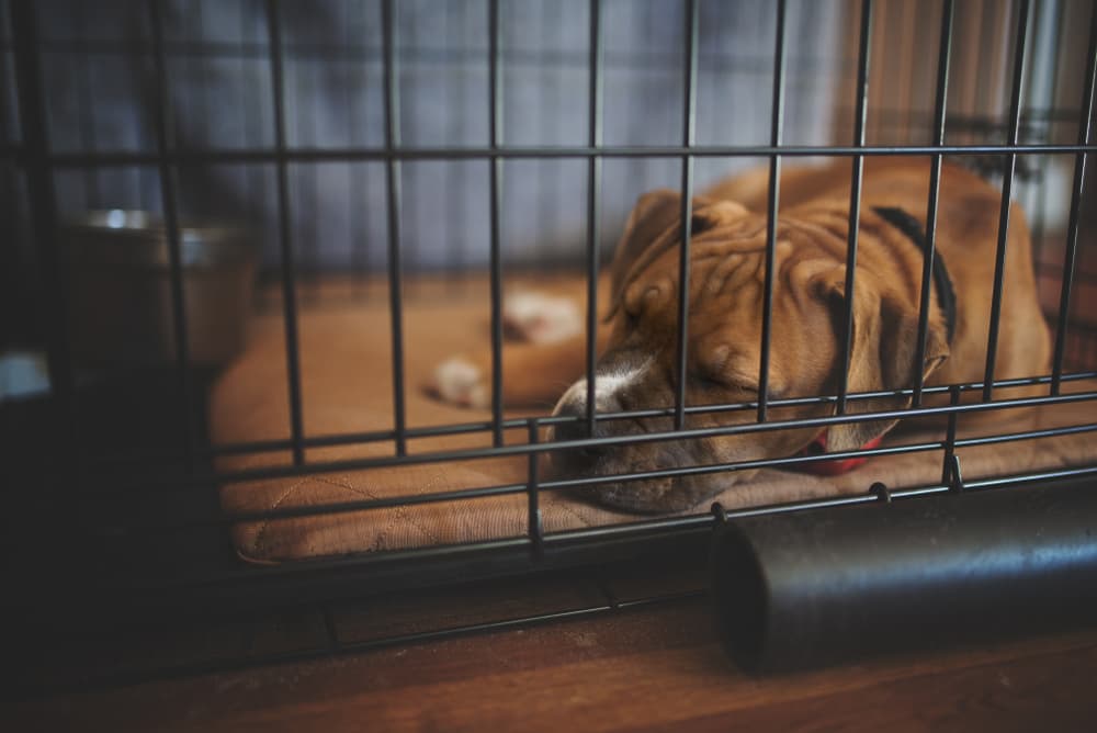 Dog rests in crate