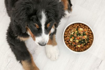 How to Use a Dog Food Topper