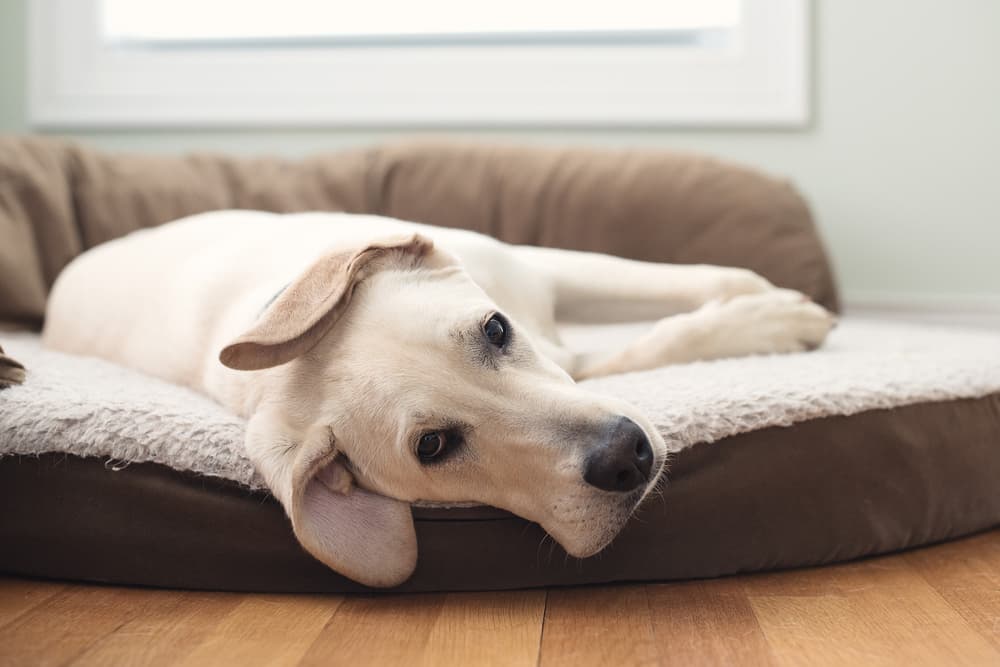 Hypoglycemia in Dogs