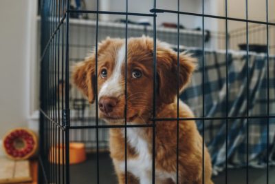 Puppy Crying in Crate: What You Should Do