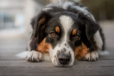 6 Risks of Boarding Your Dog