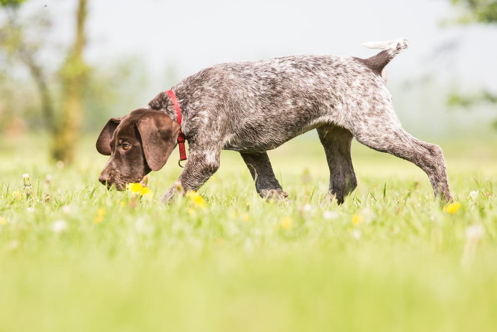 Scent Training for Dogs: What it Is and How to Do It