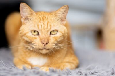 Senior Cat Care: 7 Tips and Tricks to Follow