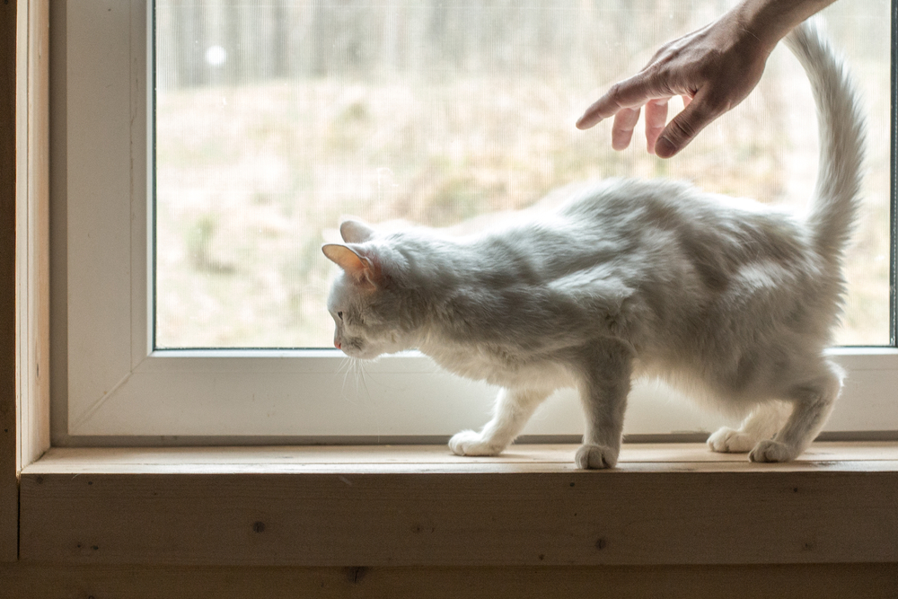Sick older white cat on a window sill