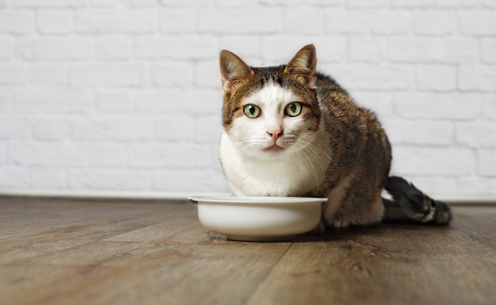 Old cat with food bowl