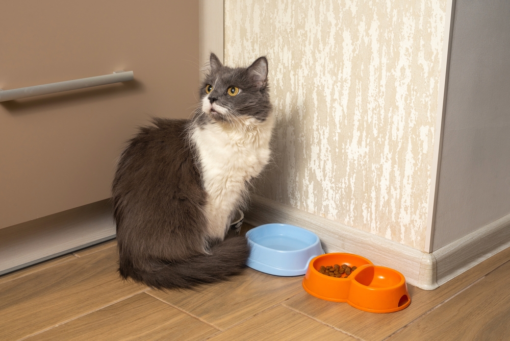 Old senior grey cat waits for food to be fed in a kitchen near cat food bowls