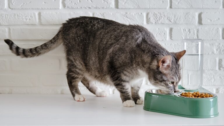 Grey senior cat eats nutritious food from a green bowl against a white brick wall