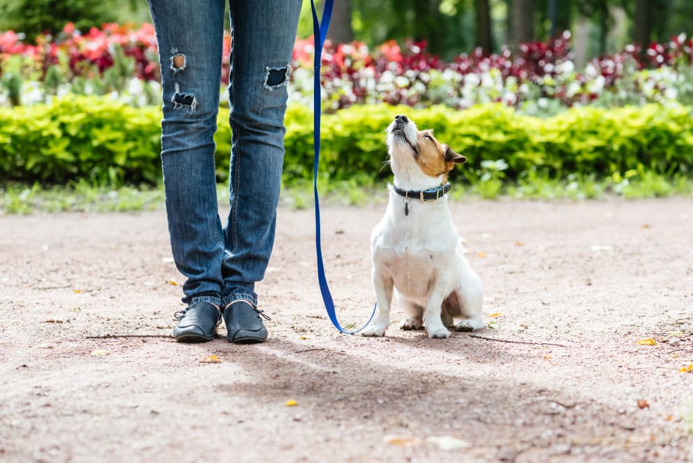 Dog at obedience class