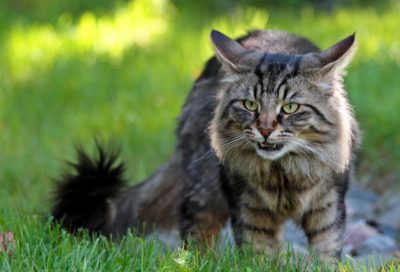 Flehmen Response in Cats: All About Cat Sneering