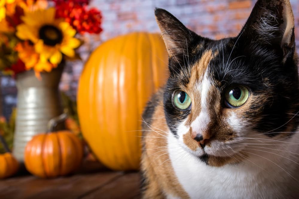 Pumpkin for Cats: 3 Ways to Use It