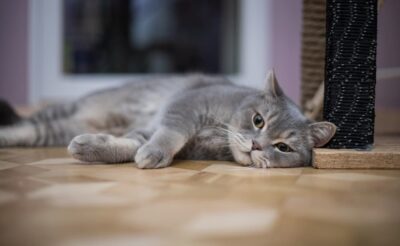 Cat Seizures: Causes, Symptoms, and How to Help