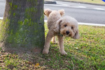 Blood in Dog Urine: 6 Common Causes