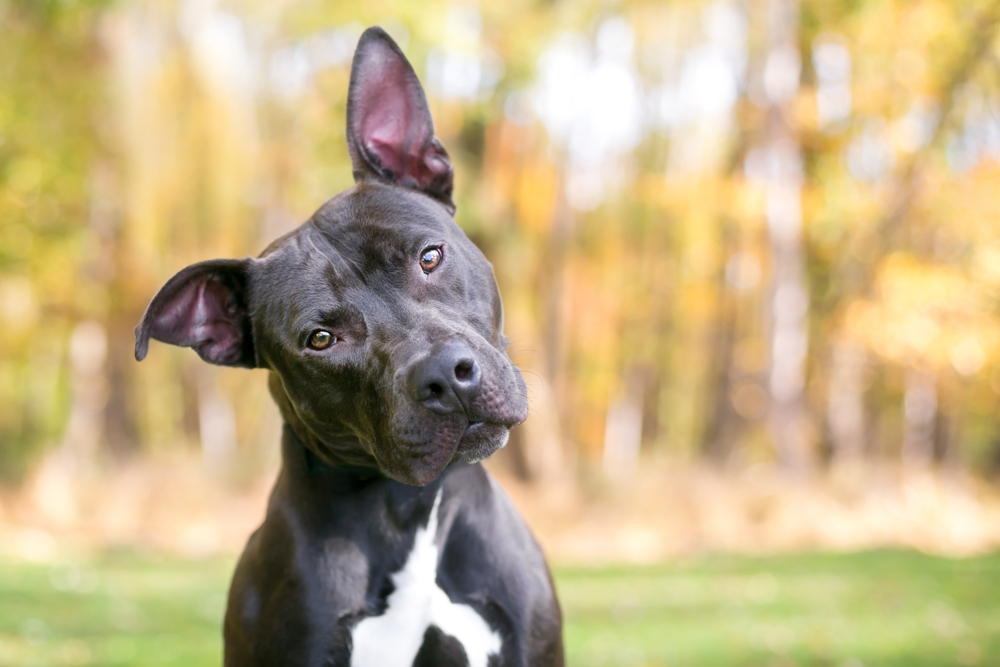 Dog with head tilted