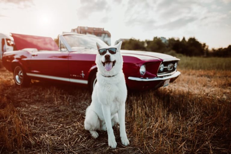 White dog in front of classic car