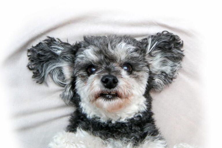 Shi Tzu and Poodle mixed breed dog is missing a tooth