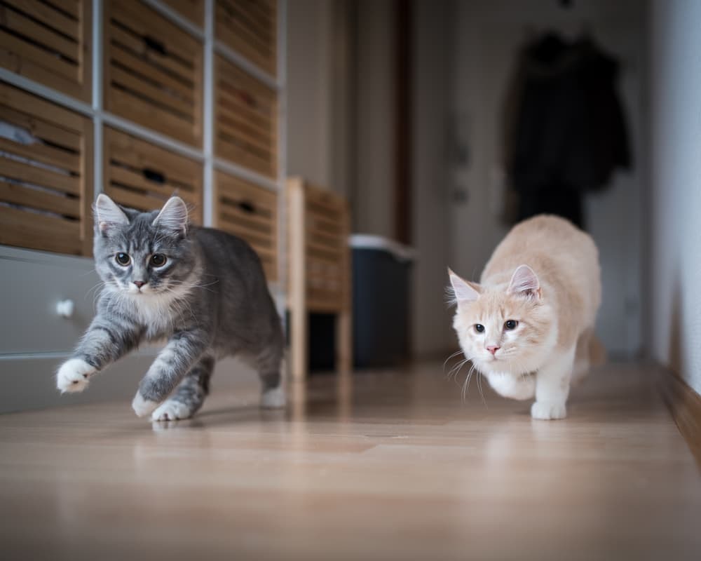 Two cats running around the house