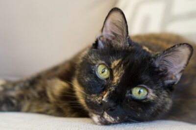 Cat Dementia: Signs, Causes and Treatment Options
