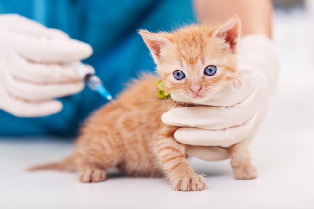 Everything You Need To Know About Cat Vaccinations