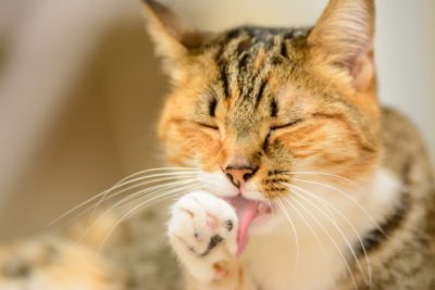 Cat Overgrooming: Why it Happens and What to Do