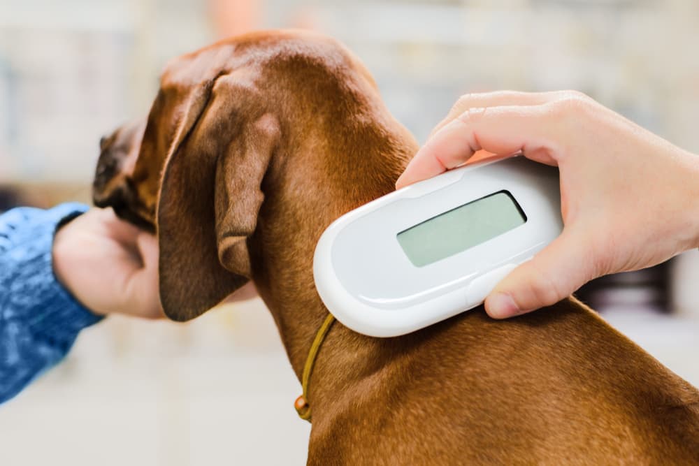 Scanning for dog microchip