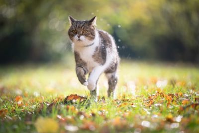 Ticks on Cats: How to Spot and Remove Them