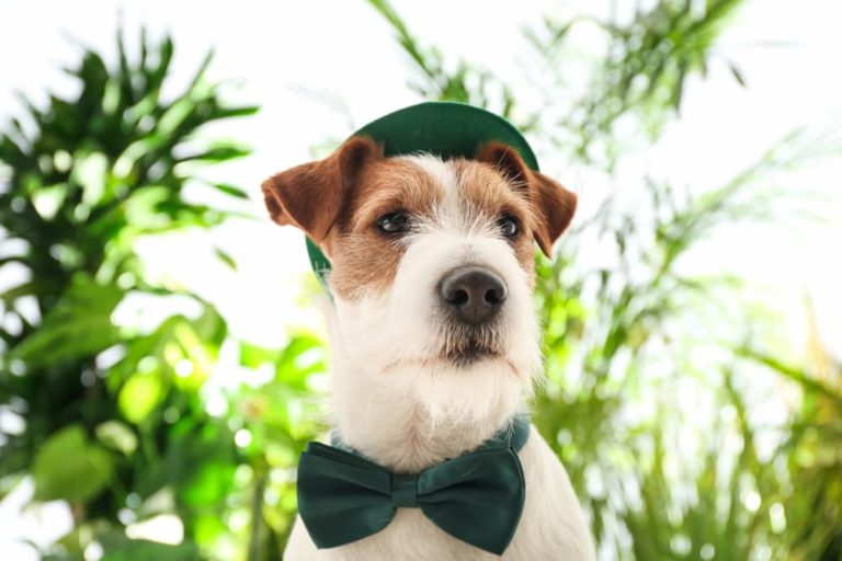 Jack Russell wearing green hat and bowtie