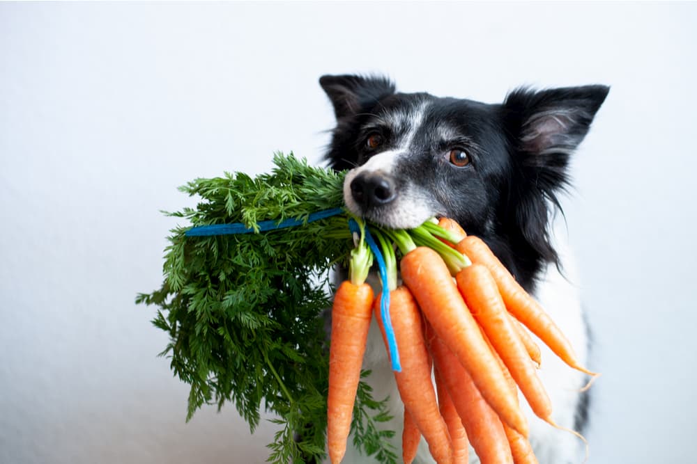 12 Vegetables Dogs Can Eat