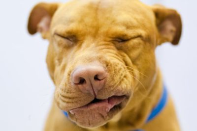 My Dog Sounds Congested: 9 Reasons It Might Be Happening