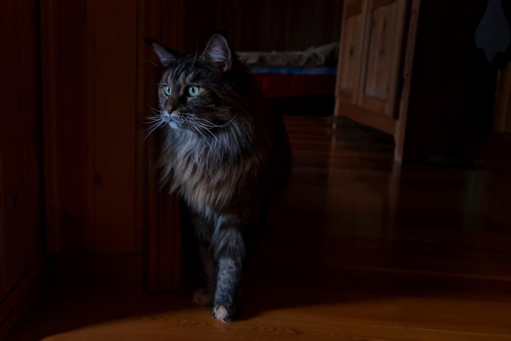  Maine Coon cat in dark room